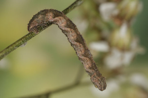 Eupithecia subfuscata: Bild 97