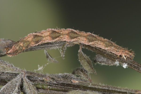 Eupithecia subfuscata: Bild 98