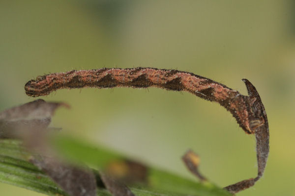 Eupithecia subfuscata: Bild 99