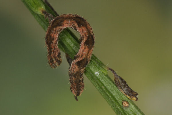 Eupithecia subfuscata: Bild 60