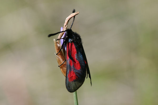 Zygaena cynarae: Bild 1