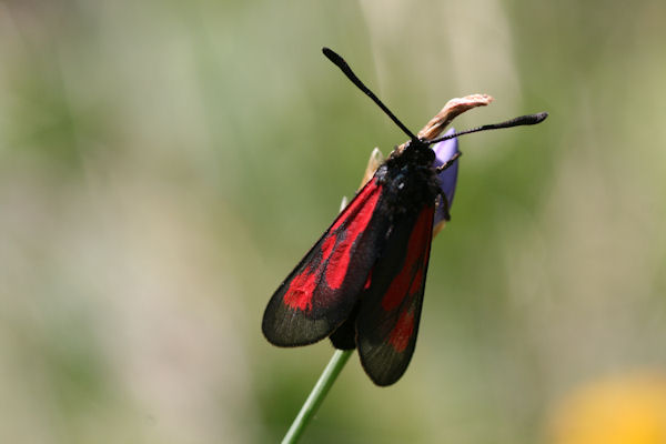 Zygaena cynarae: Bild 2