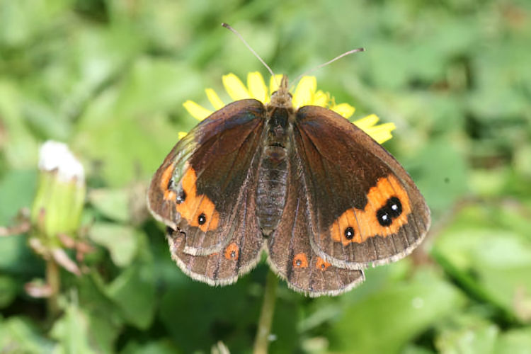 Erebia neoridas: Bild 2