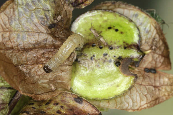 Perizoma blandiata: Bild 1