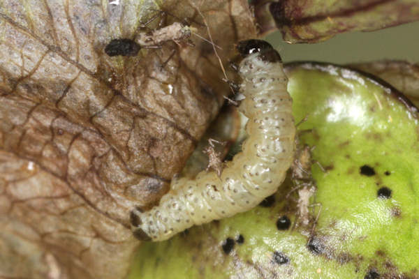Perizoma blandiata: Bild 3