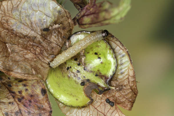 Perizoma blandiata: Bild 4