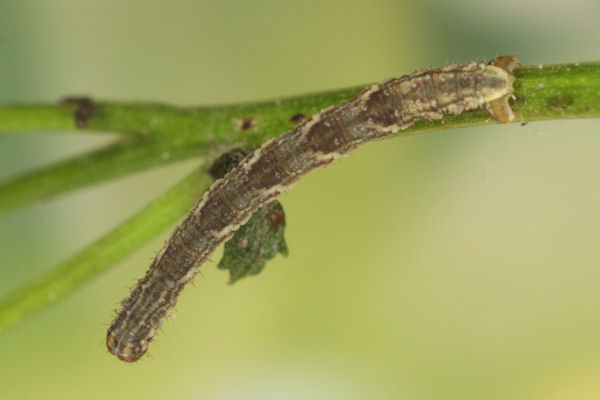 Eupithecia virgaureata: Bild 49