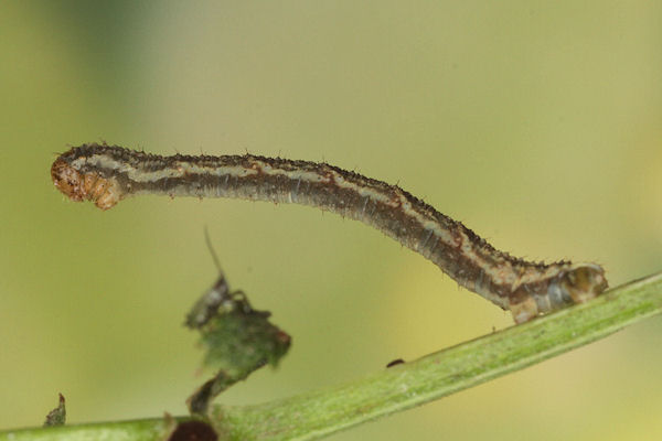 Eupithecia virgaureata: Bild 50