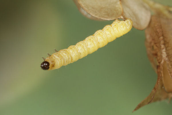 Perizoma albulata: Bild 11