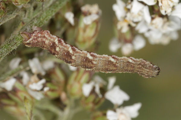 Eupithecia virgaureata: Bild 54