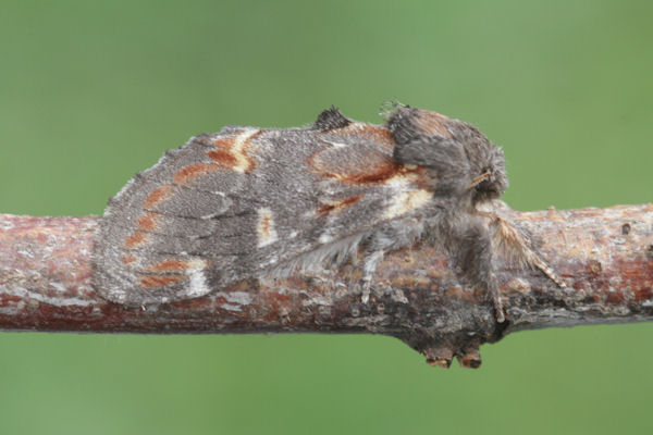 Notodonta dromedarius: Bild 8
