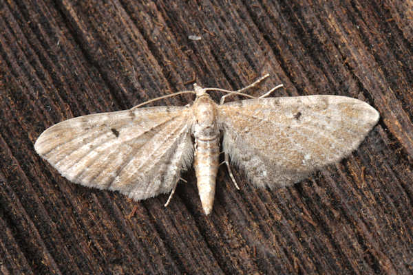 Eupithecia absinthiata: Bild 2