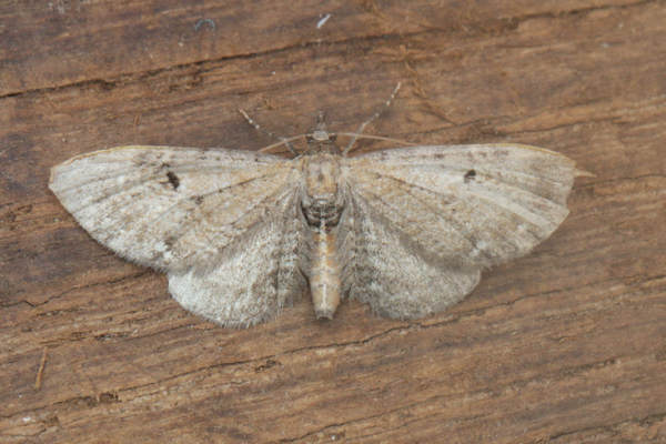 Eupithecia absinthiata: Bild 3