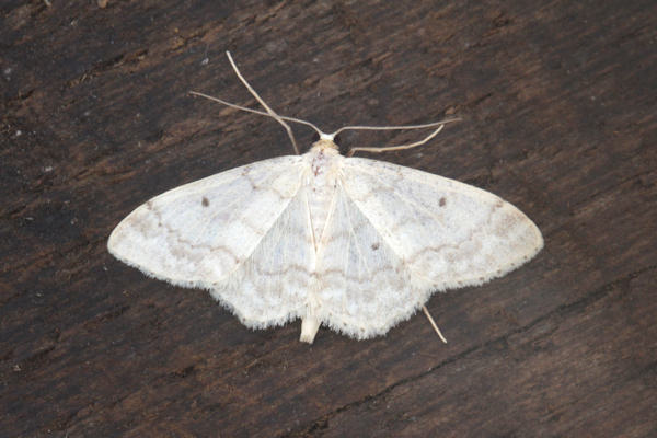 Idaea biselata: Bild 13