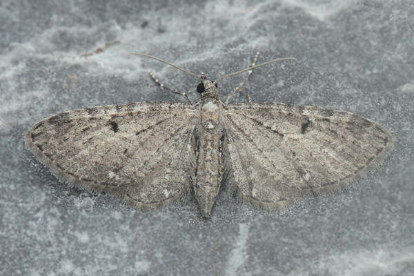 Eupithecia virgaureata: Bild 14