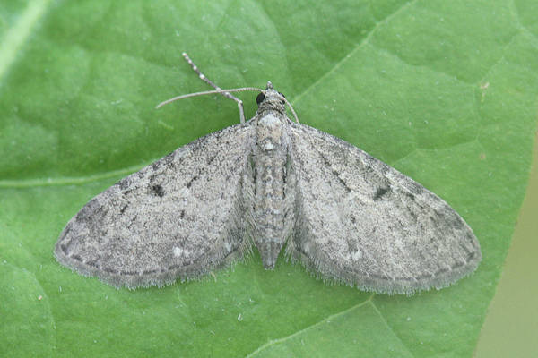 Eupithecia virgaureata: Bild 16