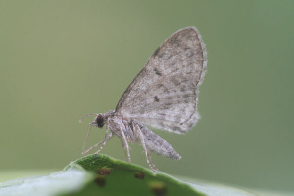 Eupithecia virgaureata: Bild 18