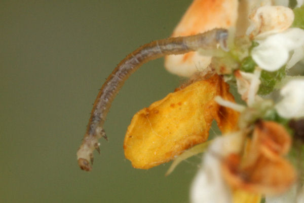 Eupithecia virgaureata: Bild 9