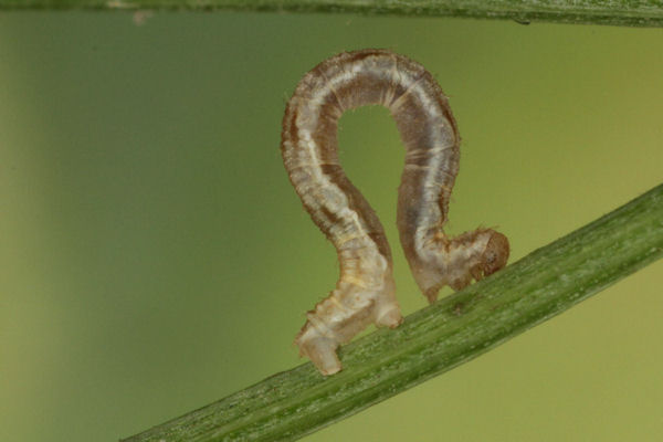 Eupithecia virgaureata: Bild 18