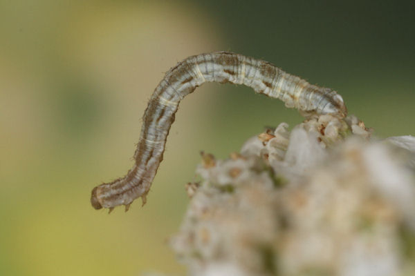 Eupithecia virgaureata: Bild 28