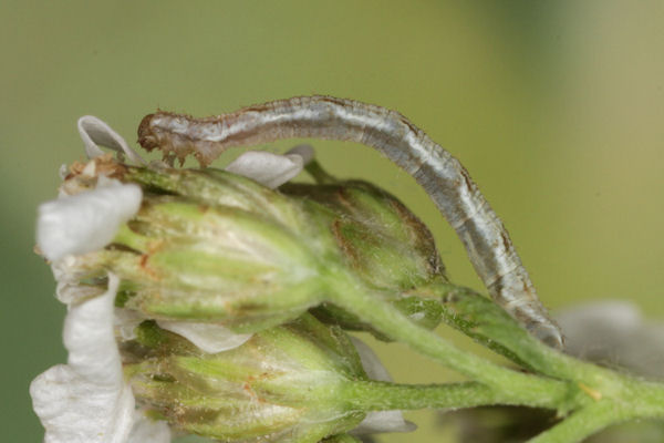 Eupithecia virgaureata: Bild 29