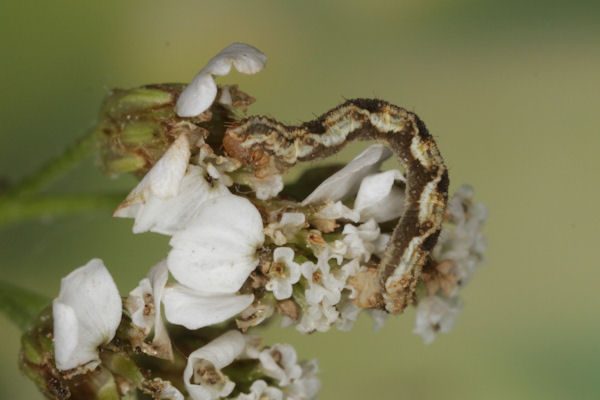 Eupithecia virgaureata: Bild 55