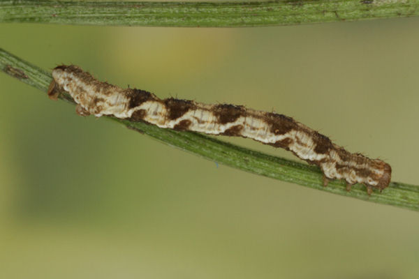 Eupithecia virgaureata: Bild 57