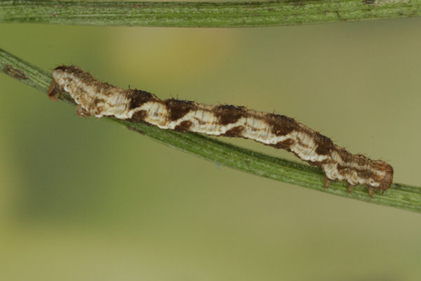 Eupithecia virgaureata: Bild 57