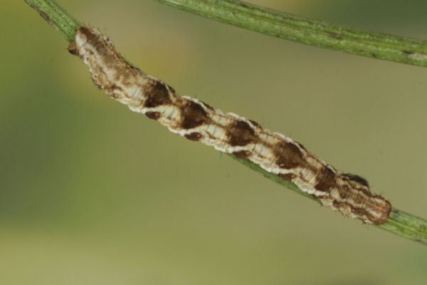 Eupithecia virgaureata: Bild 58