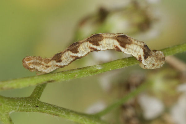 Eupithecia virgaureata: Bild 59