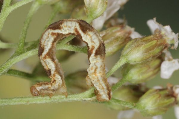 Eupithecia virgaureata: Bild 60