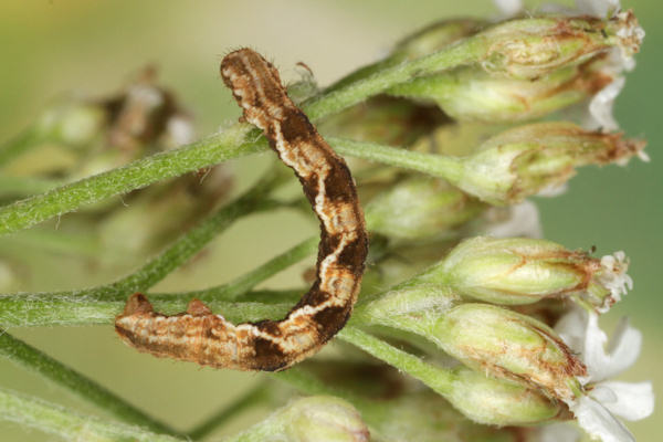 Eupithecia virgaureata: Bild 61