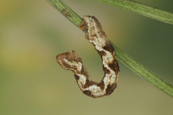 Eupithecia virgaureata: Bild 62