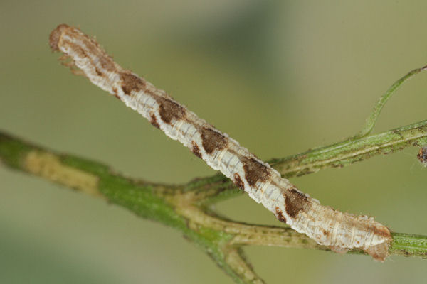 Eupithecia virgaureata: Bild 63