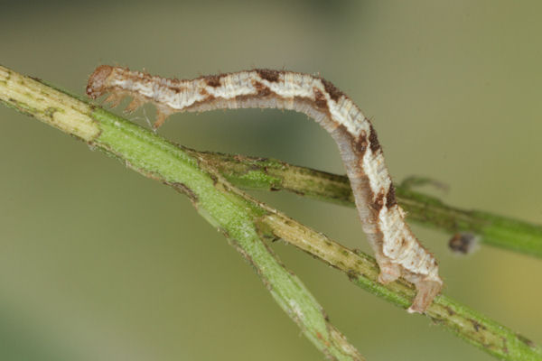 Eupithecia virgaureata: Bild 64