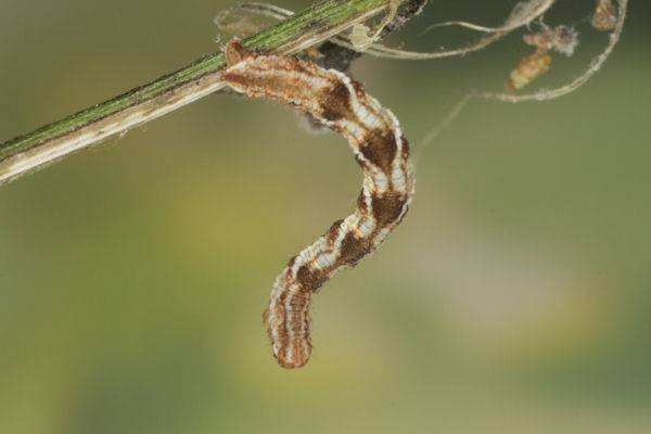 Eupithecia virgaureata: Bild 65