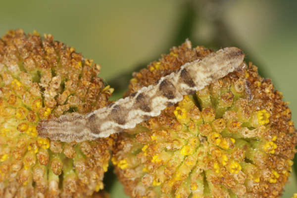 Eupithecia virgaureata: Bild 66