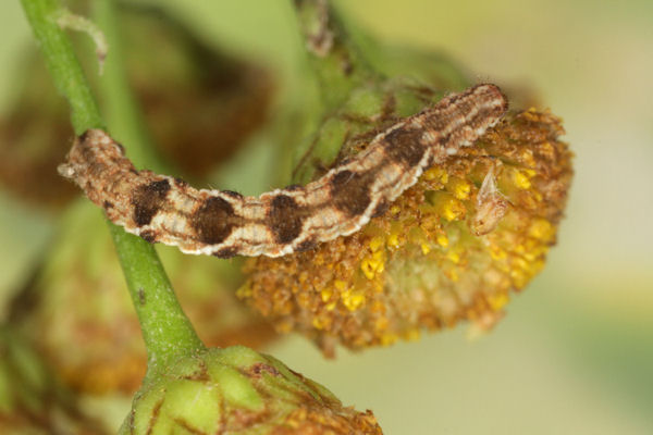 Eupithecia virgaureata: Bild 67