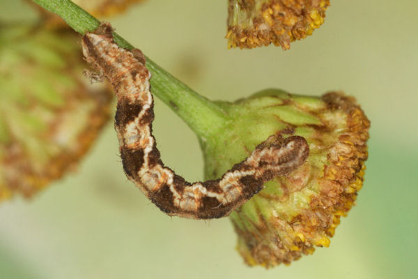 Eupithecia virgaureata: Bild 68