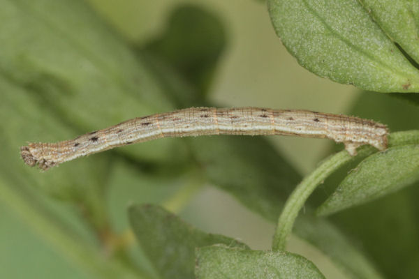 Idaea muricata: Bild 20