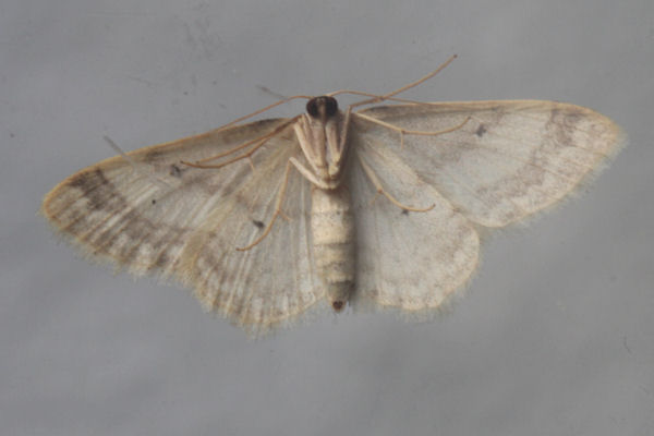 Idaea deversaria: Bild 16