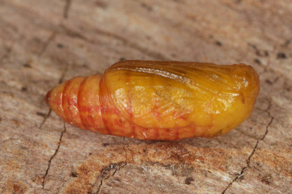 Perizoma blandiata: Bild 60