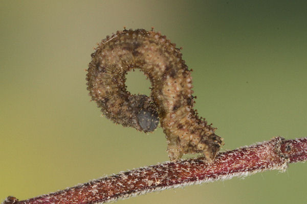 Idaea rusticata: Bild 20