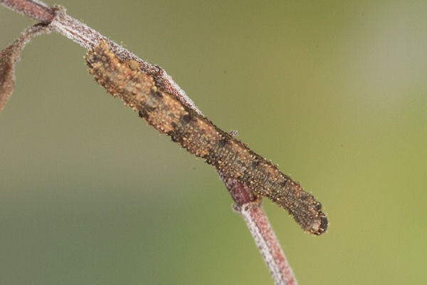 Idaea rusticata: Bild 18