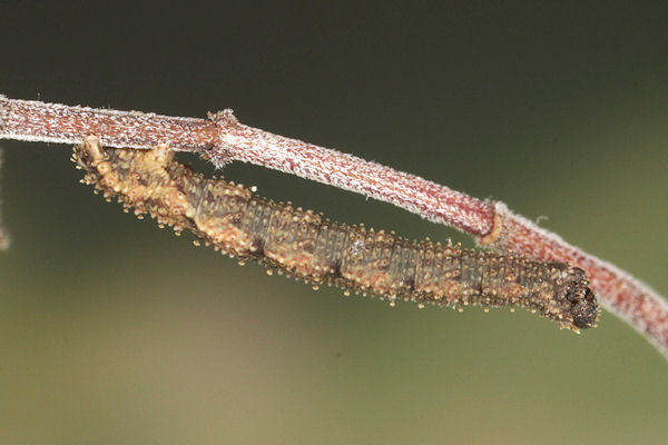 Idaea rusticata: Bild 21