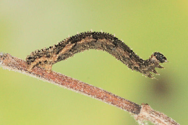 Idaea rusticata: Bild 22