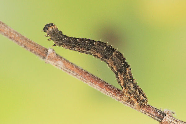 Idaea rusticata: Bild 24