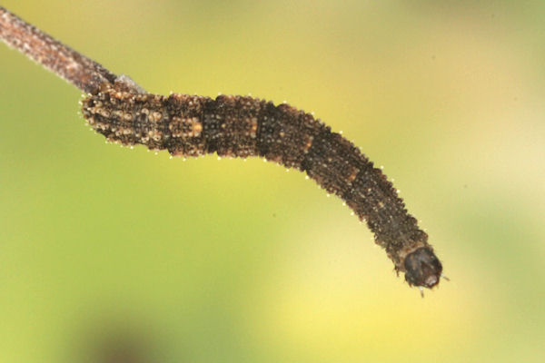 Idaea rusticata: Bild 25