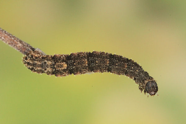 Idaea rusticata: Bild 26