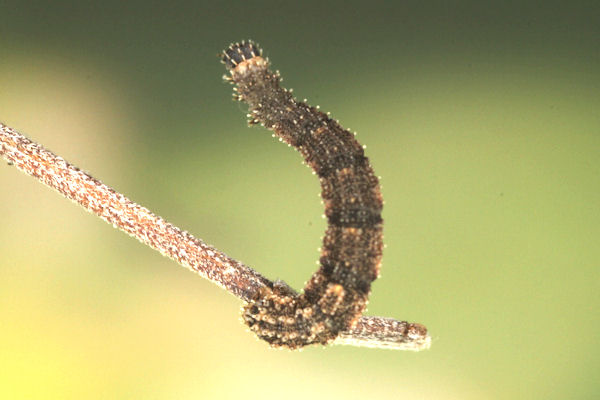 Idaea rusticata: Bild 27